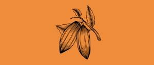 Cacao